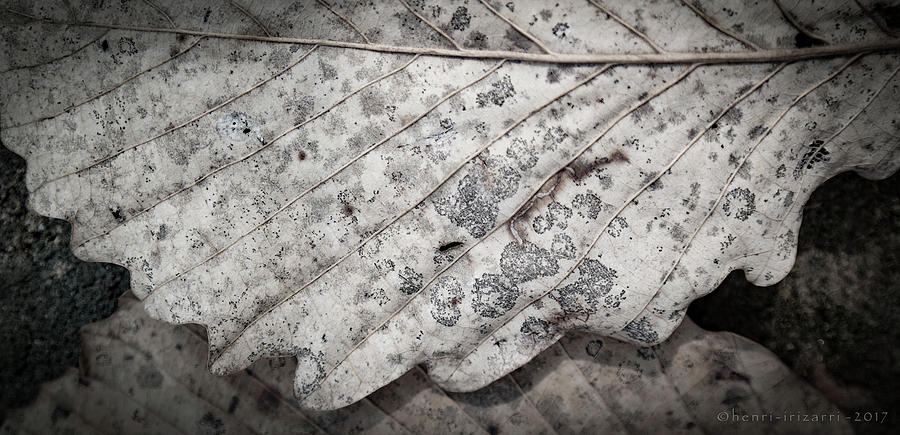 Dried Leaves #2 Photograph by Henri Irizarri