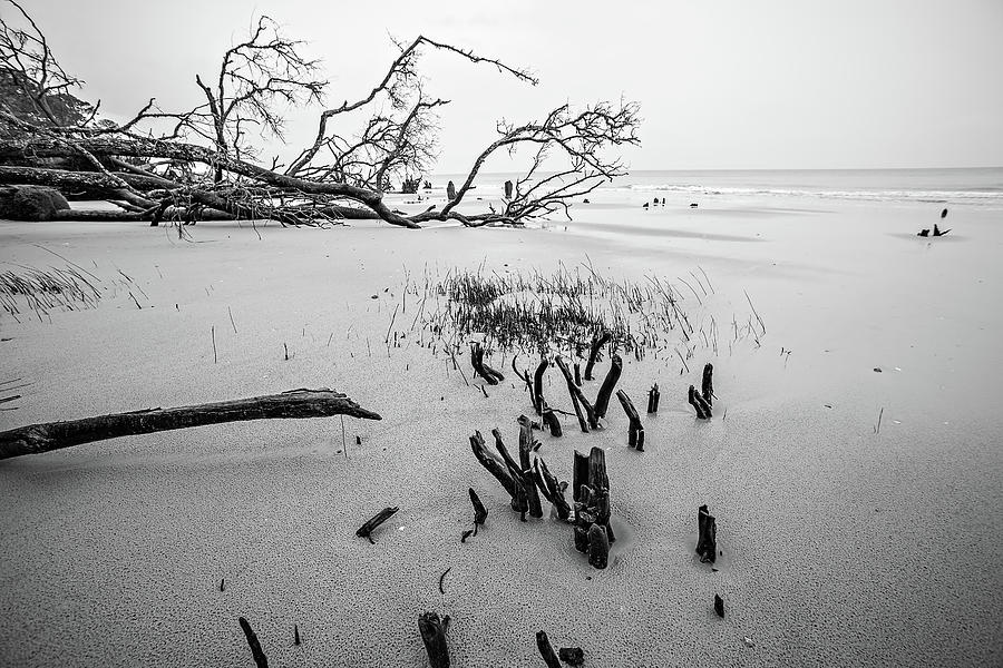 Drift Wood On Hunting Island South Carolina #2 Photograph by Alex Grichenko