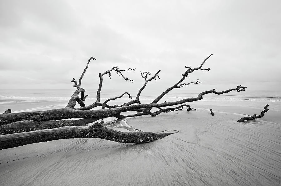 Driftwood and washed out trees at the beach on Hunting Island St #2 Photograph by Alex Grichenko