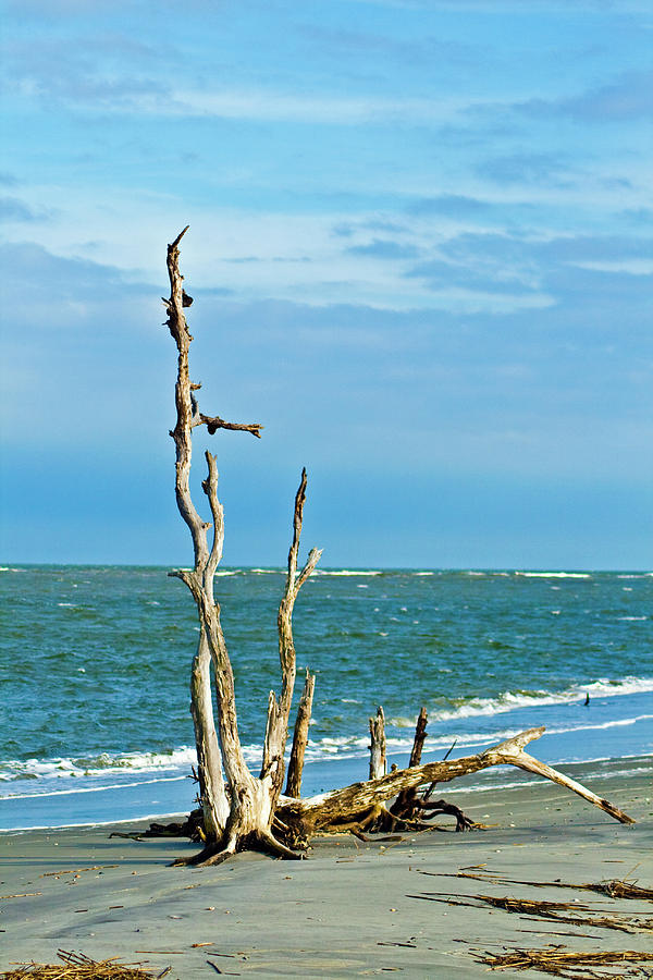 Driftwood on Beach #2 Photograph by Bill Barber