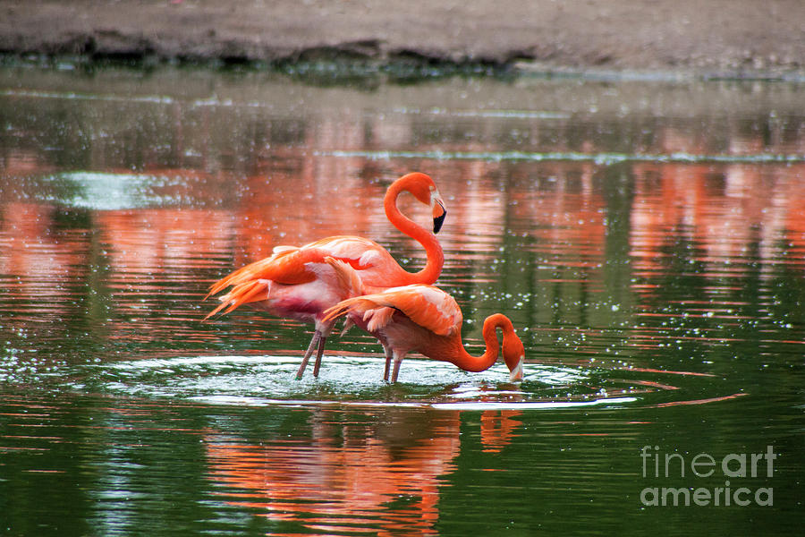 Drinking Pink Flamingos #2 Photograph by Doc Braham