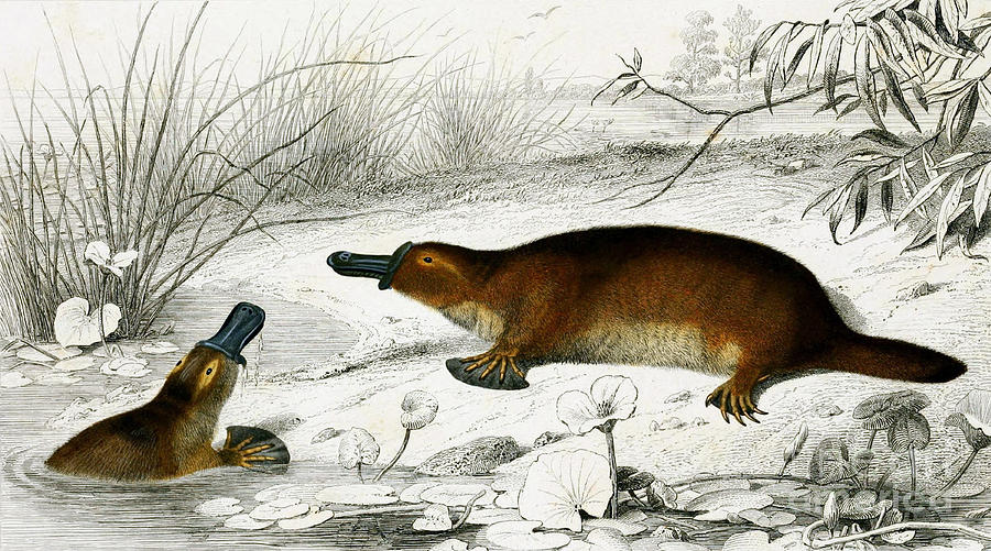 Duck-billed Platypus O. Anatinus #2 Photograph by Biodiversity Heritage Library