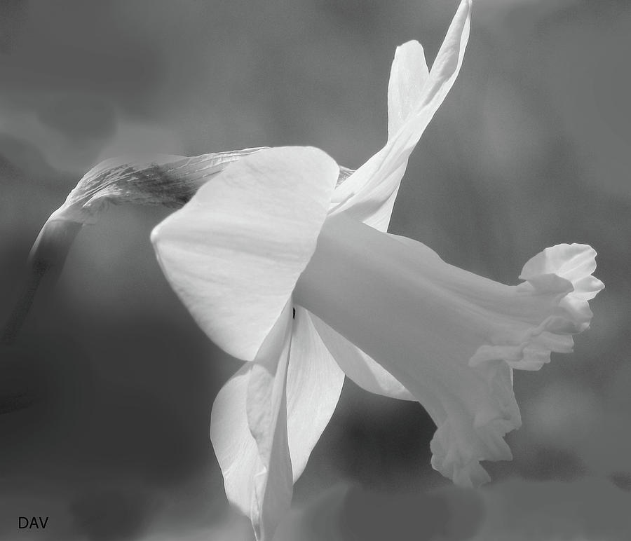 Duration Daffodil  #2 Mixed Media by Debra     Vatalaro