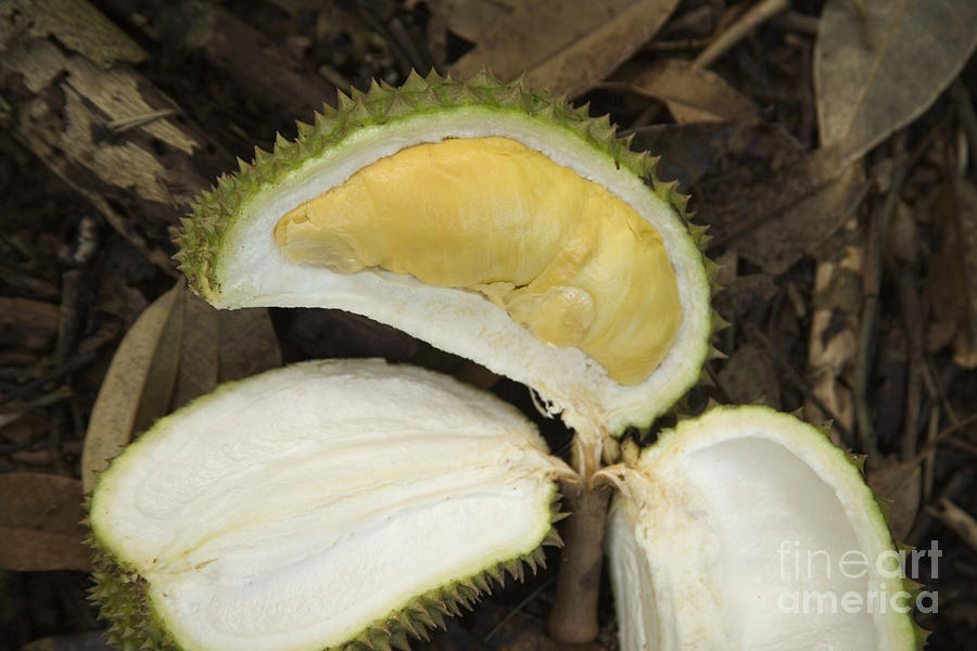 Durian Fruit #2 Photograph by Inga Spence