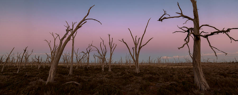 Dusk at Dumbleyung Lake by Julian Cook Dusk at Dumbleyung Lake by Julian Cook