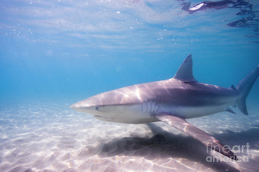 Dusky shark Carcharhinus obscurus #2 Photograph by Hagai Nativ
