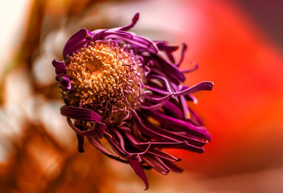Dying Purple Chrysanthemum Flower Background Photograph by John Williams