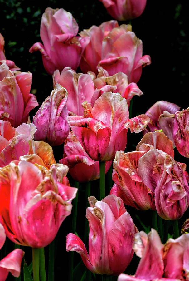Dying Tulips #2 Photograph by Robert Ullmann