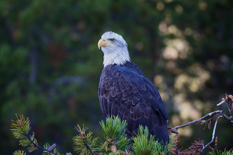 Eagle #2 Photograph by Mary Jo Cox