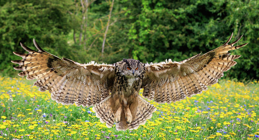 Eagle owl #2 Photograph by Chris Smith