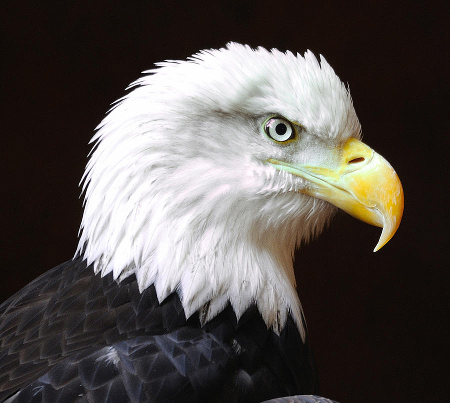 Eagle Profile Photograph by Clarence Alford | Fine Art America