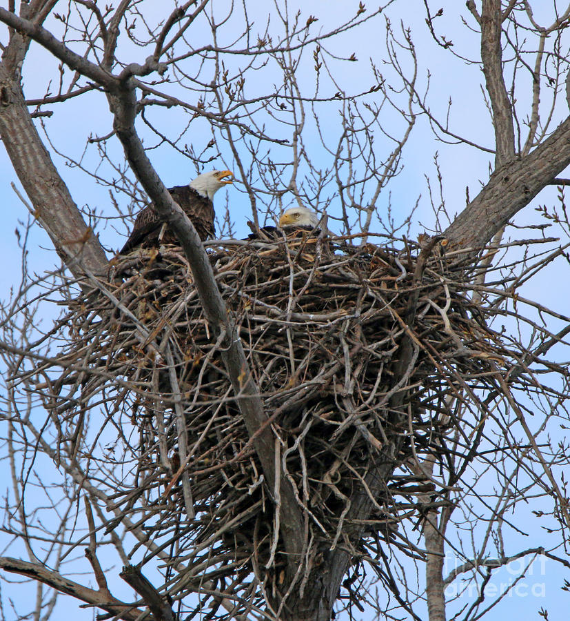 2 Eagles on Nest  3172b  Photograph by Jack Schultz