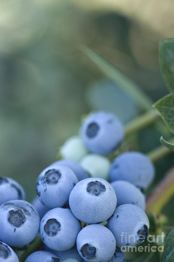 Early Blue Blueberries #2 Photograph by Inga Spence