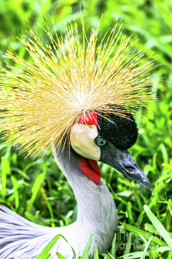 East African Crowned Crane #3 Photograph by Rene Triay FineArt Photos