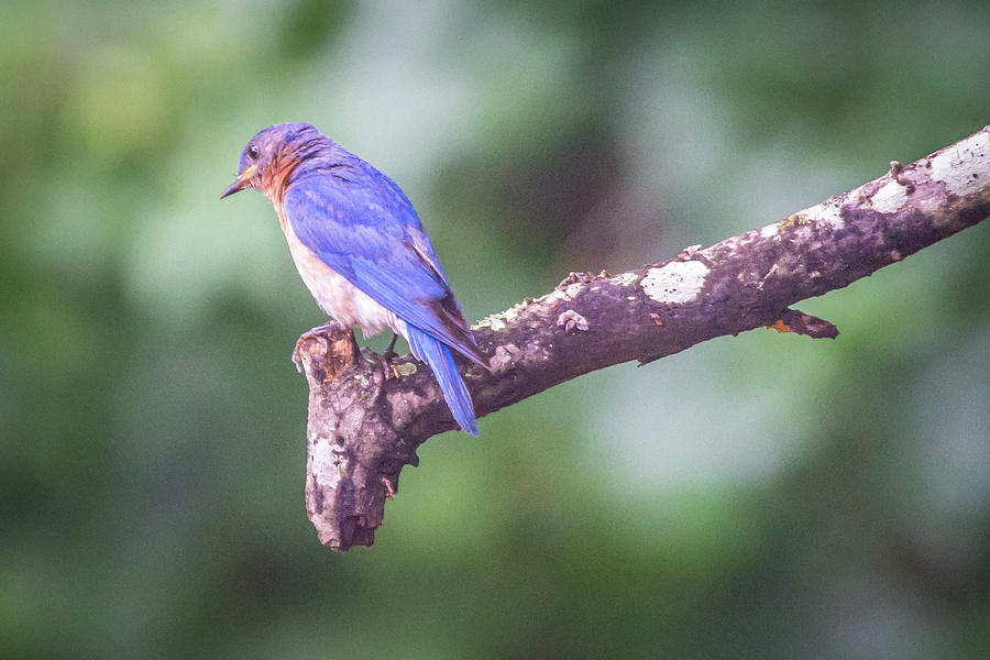 Eastern Blue Bird In The Wild #2 Photograph by Alex Grichenko