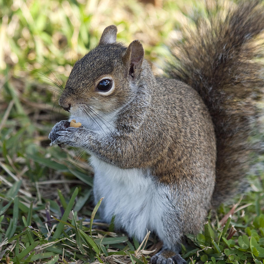 Squirrel Photograph - Eastern Gray Squirrel #2 by Allan  Hughes