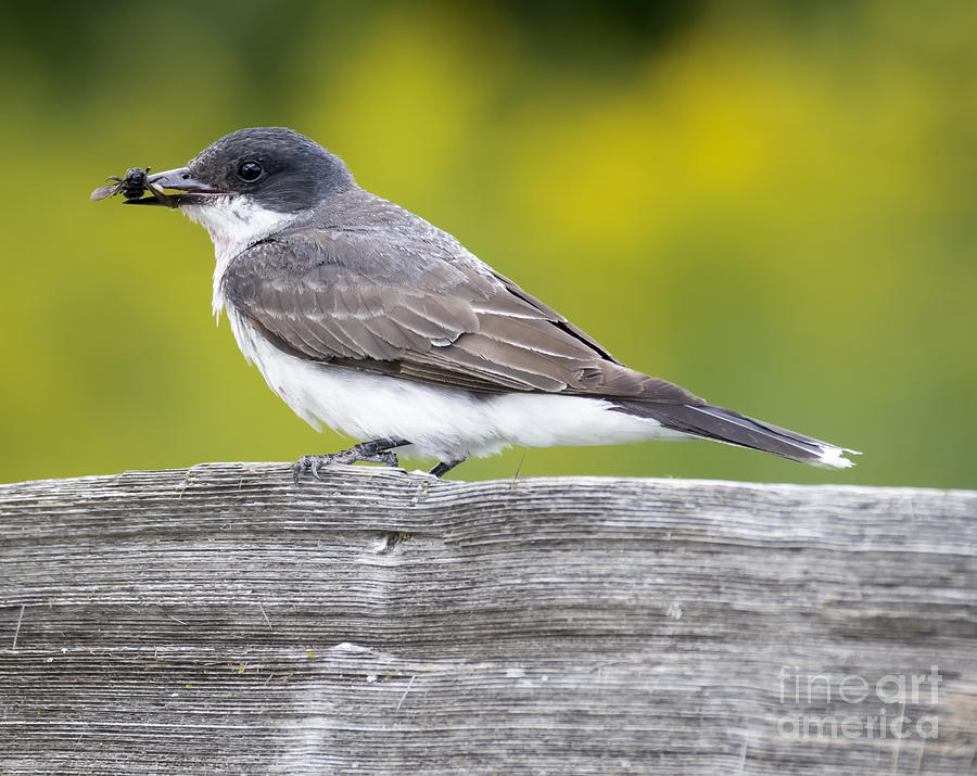 Canon Photograph - Eastern Kingbird by Ricky L Jones Canon Photograph - Eastern Kingbird by Ricky L Jones