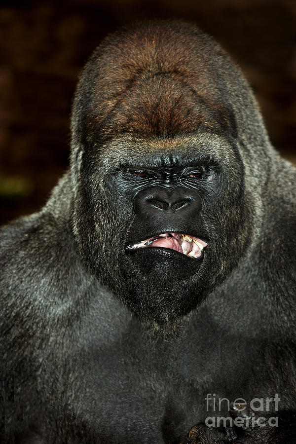 Eastern Lowland Gorilla #2 Photograph by Gerard Lacz