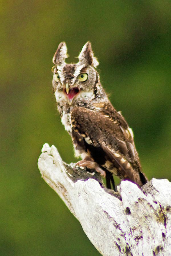 Eastern Screech Owl #2 Photograph by Bill Barber