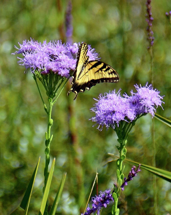 Eastern Tiger Swallowtail #2 Photograph by Carol Bradley