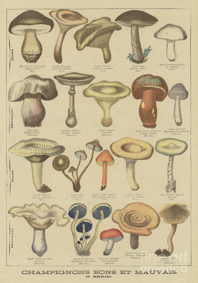 Mushroom Drawing - Edible and poisonous mushrooms by French School
