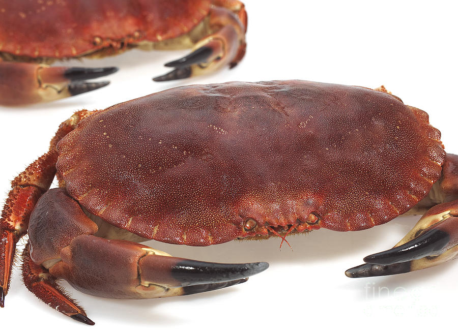 Edible Crab Cancer Pagurus #2 Photograph by Gerard Lacz