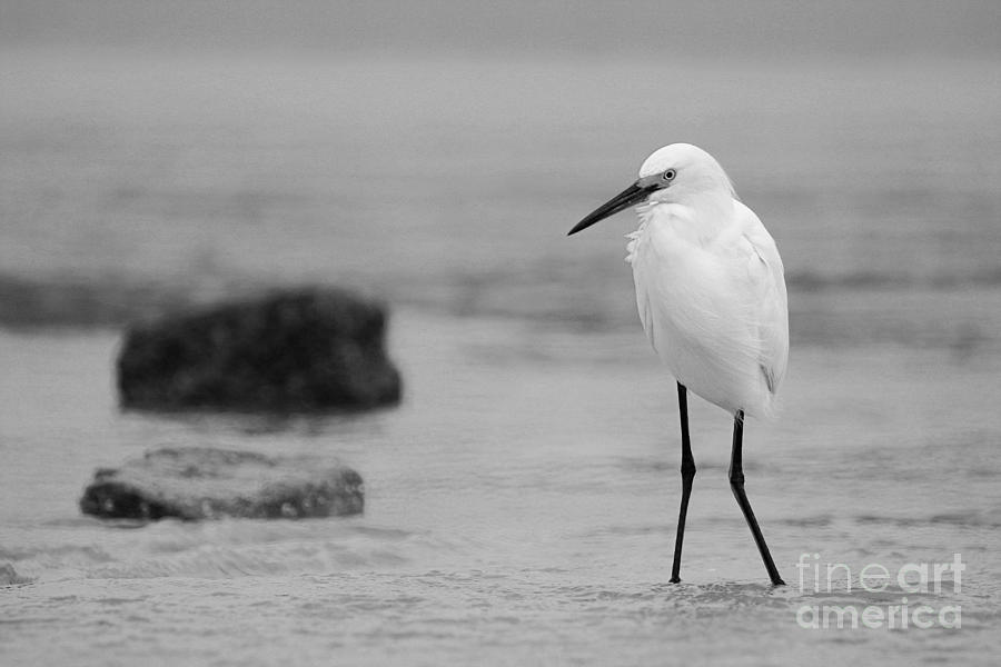 Egret in Black and White #2 Photograph by Angela Rath