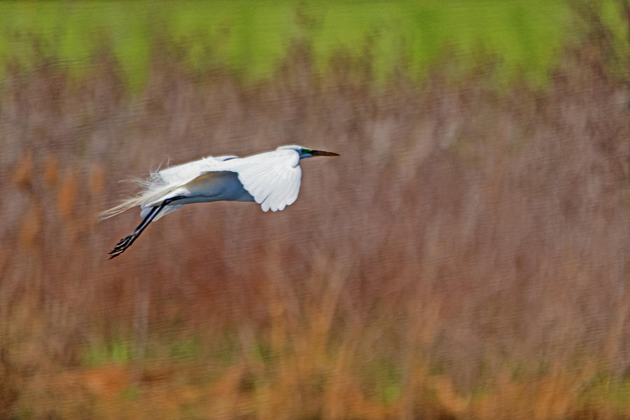 Egret in Flight #2 Photograph by Ira Marcus