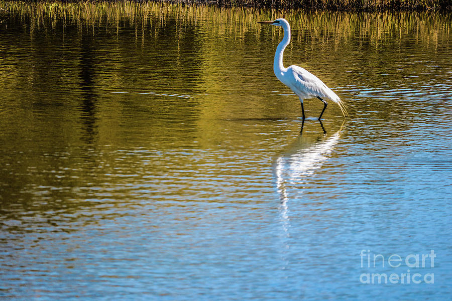 Egret  #2 Photograph by Thomas Marchessault