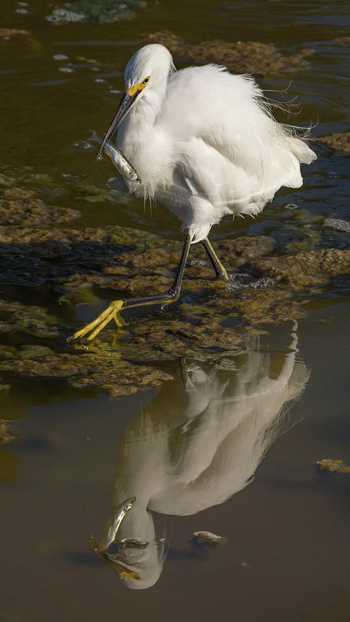 Fish Photograph - Egret with Fish Reflected #1 by Bruce Frye