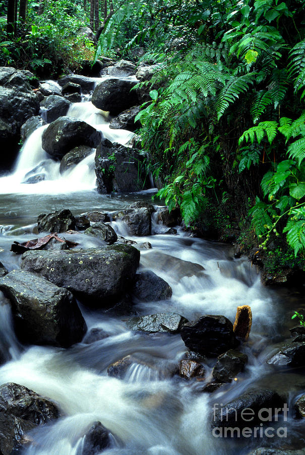El Yunque National Forest Photograph - El Yunque Waterfall #2 by Thomas R Fletcher