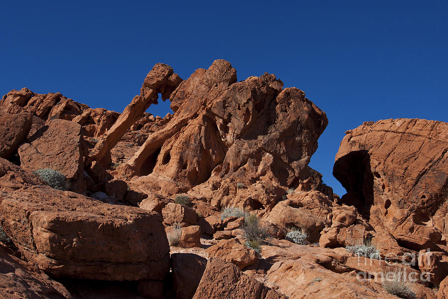 Elephant Rock Valley Of Fire State Park Nevada Photograph