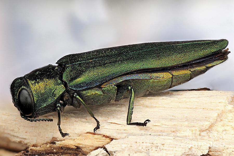 Emerald Ash Borer #2 Photograph by Macroscopic Solutions