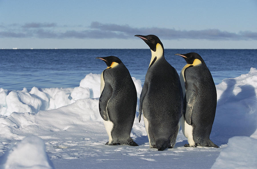 Emperor Penguin Aptenodytes Forsteri Photograph by Konrad Wothe