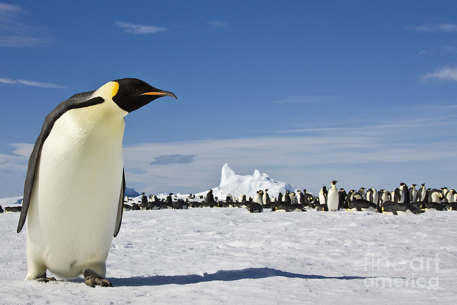 Penguin Photograph - Emperor Penguin #2 by Jean-Louis Klein & Marie-Luce Hubert