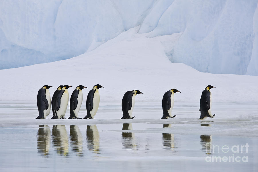 Emperor Penguins #2 Photograph by Jean-Louis Klein & Marie-Luce Hubert