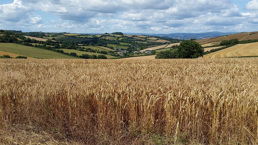 England - Wheat Fields Of Labrador Bay Photograph by Jeffrey Shaw ...