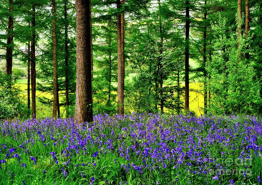 English Bluebell Wood #2 Photograph by Martyn Arnold