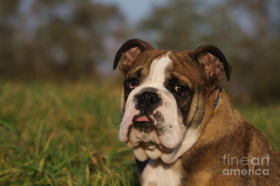 English Bulldog #2 Photograph by Brinkmann/Okapia