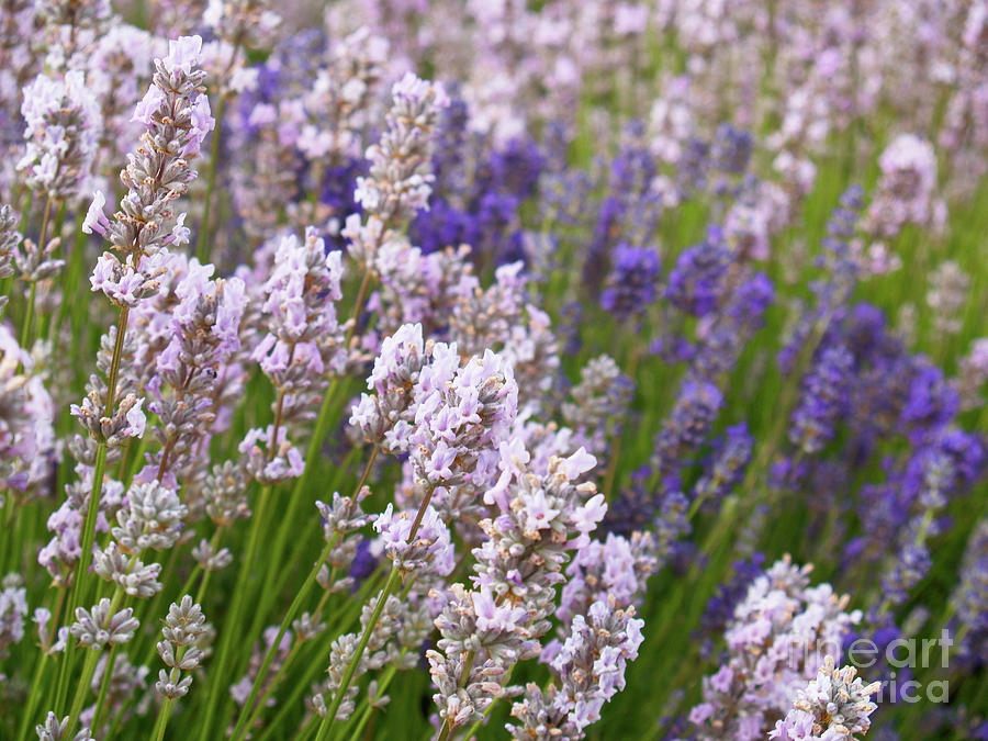 Nature Photograph - English Lavender #2 by Alex Cassels