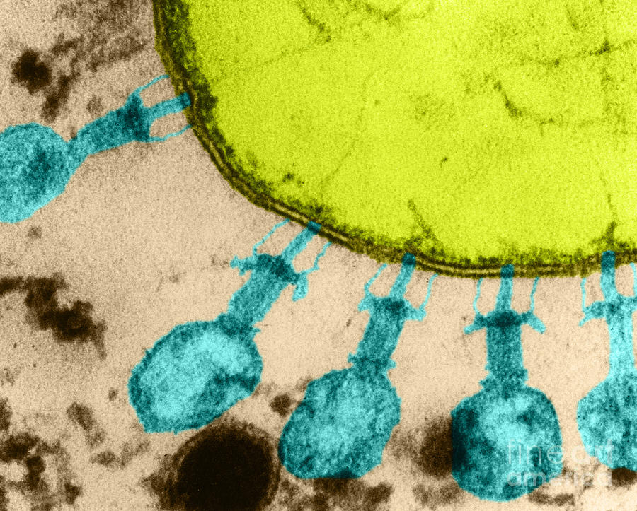 Enterobacteria Phage T2 #2 Photograph by Lee D. Simon