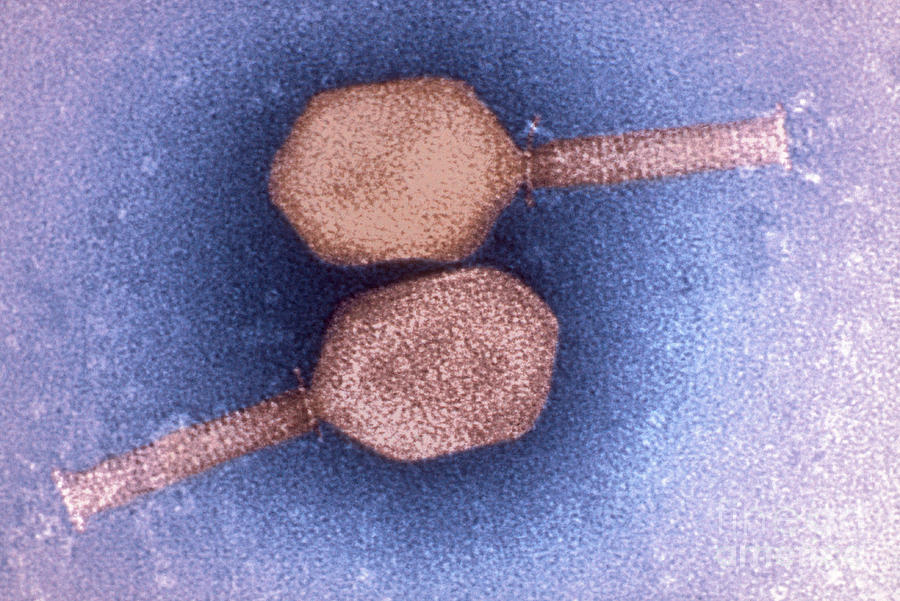 Enterobacteria Phage T4 Tem #2 Photograph by Scimat