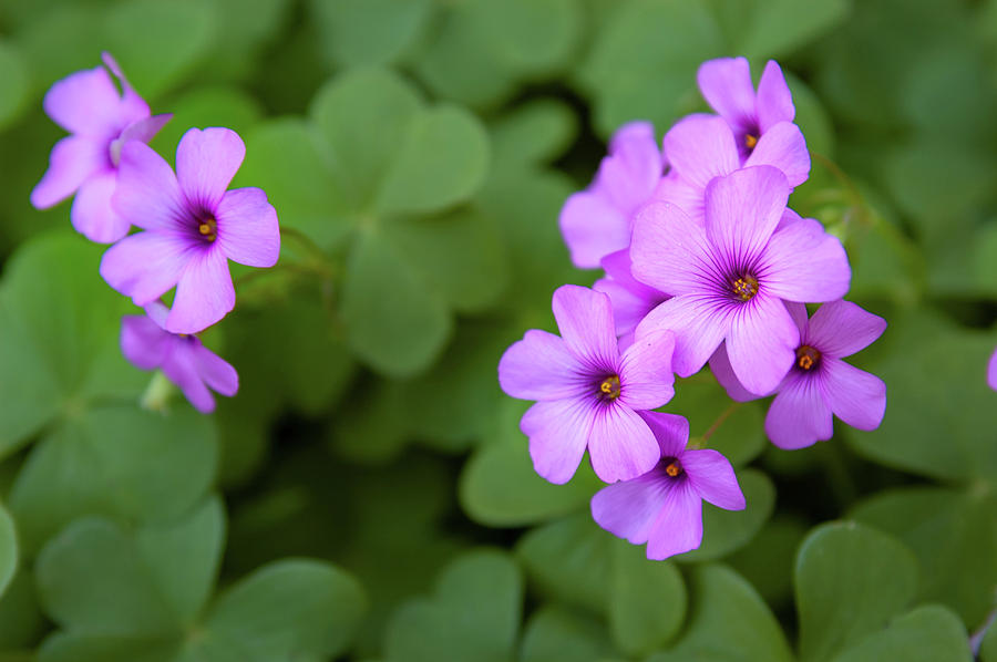 Erodium Ciconium, Storksbills Photograph By Alain De Maximy 