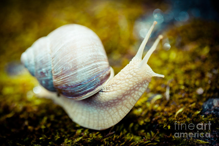 snail Escargot artmif.lv Photograph by Raimond Klavins