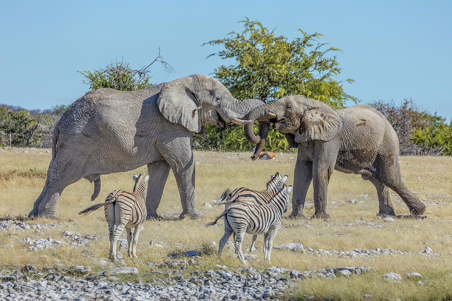 Elephant Photograph - Etosha - Namibia #2 by Joana Kruse