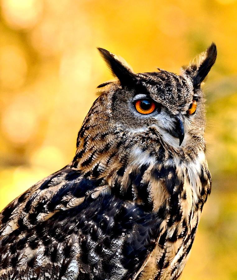 Eurasian Eagle Owl #2 Photograph by Amy McDaniel