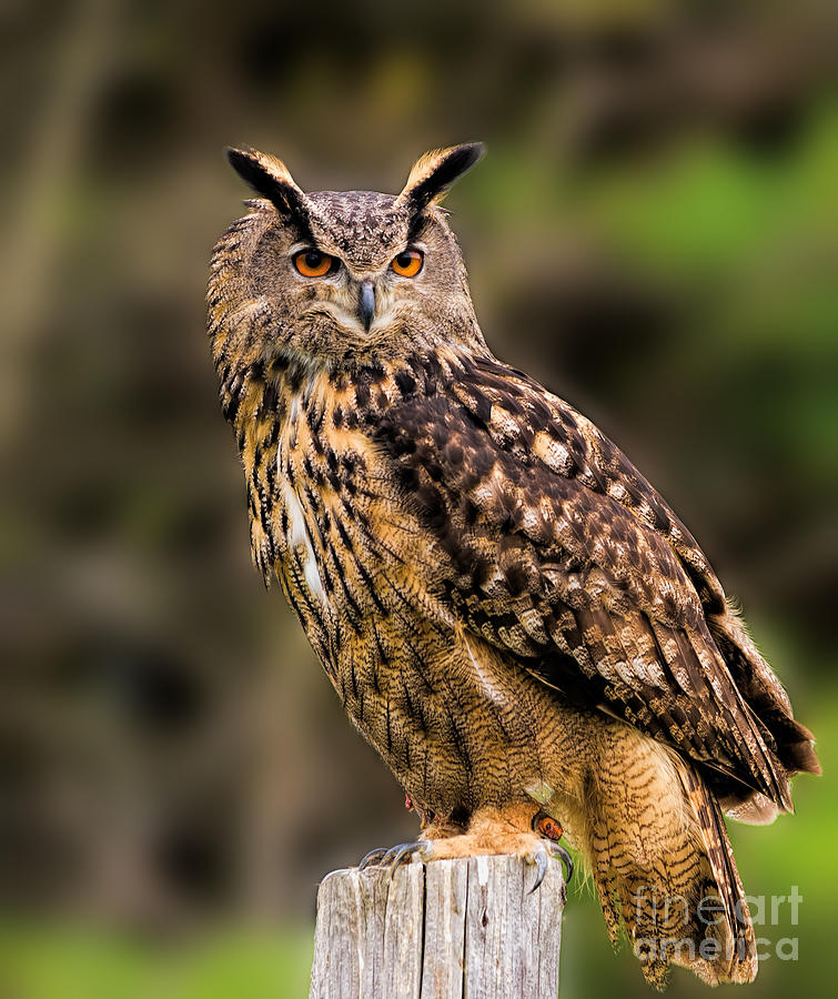 Eurasian Eagle Owl perched on a post Photograph by Les Palenik