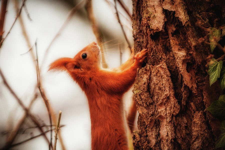 Eurasian Red Squirrel - Sciurus Vulgaris #9 Photograph by Marc Braner