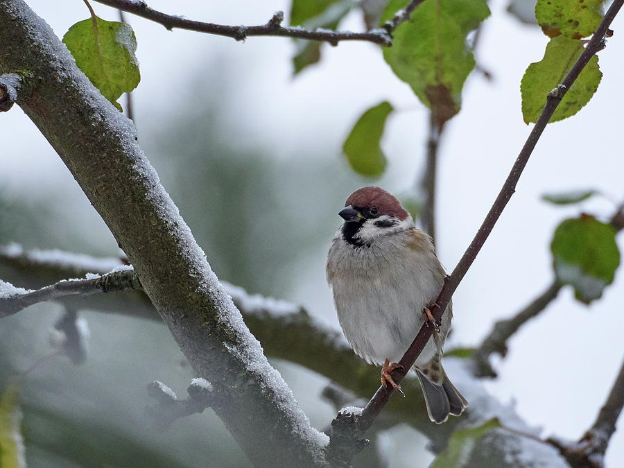 Eurasian tree sparrow #2 Photograph by Jouko Lehto