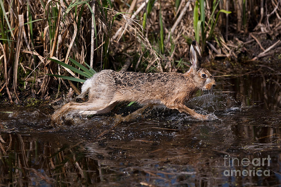 European Brown Hare Lepus Europaeus #2 Photograph by Gerard Lacz